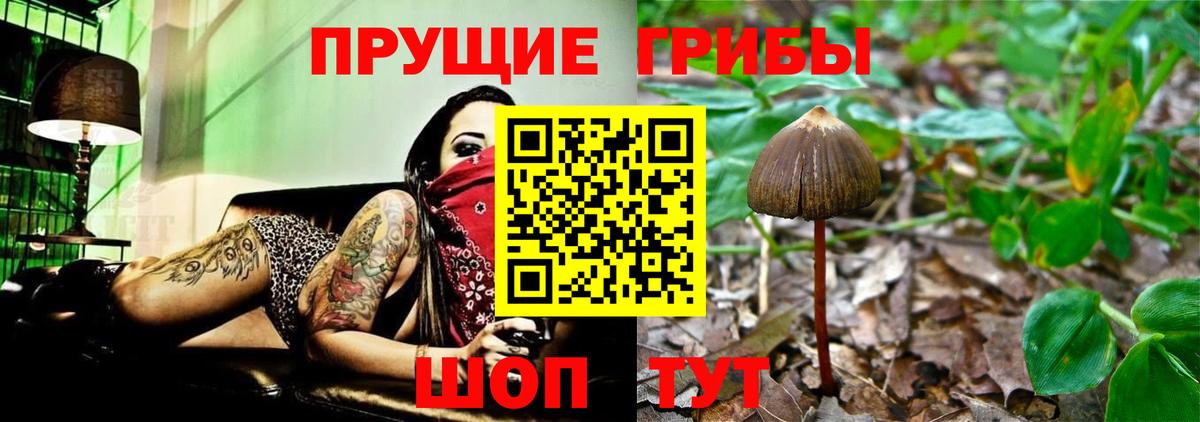 Свободный  Псилоцибиновые грибы Psilocybine cubensis  Вход с VPN  сколько стоит  Псилоцибиновые грибы мухоморы 